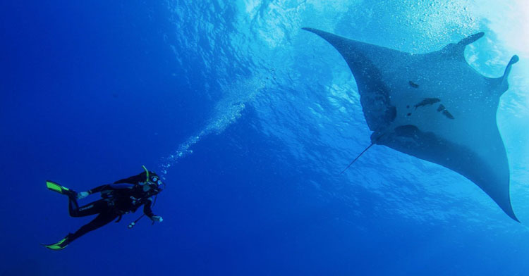 Conoce el maravilloso Archipiélago de Revillagigedo