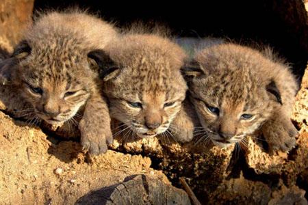 Primeras imágenes de los tres cachorros de lince ibérico nacidos en el Centro de Cría en Cautividad de Zarza de Granadilla (Cáceres)
