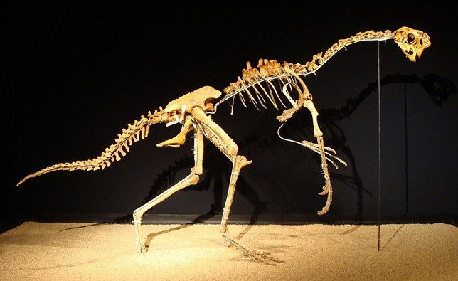 Hallan proteínas originales de la vaina de la garra de un dinosaurio