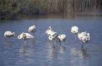 La Junta de Andalucía cede al zoo de Córdoba 19 animales procedentes de la Red de Recuperación de Especies Amenazadas
