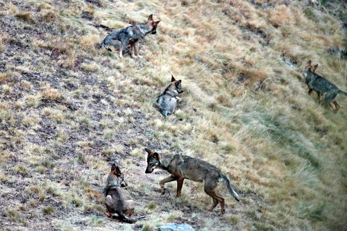 La Fundación Félix Rodríguez de la Fuente participará en León en un encuentro sobre ecoturismo y lobos