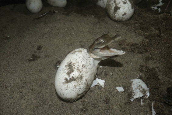 Colombia. Por primera vez en el país nacen 1.900 animales que estaban en vía de extinción