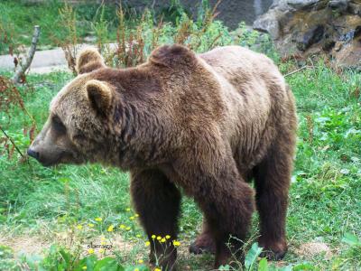Castilla y León.Confirman la existencia de un oso pardo en La Carballeda