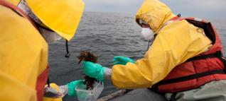 Greenpeace encuentra altos niveles de radiación en algas de la costa de Fukushima