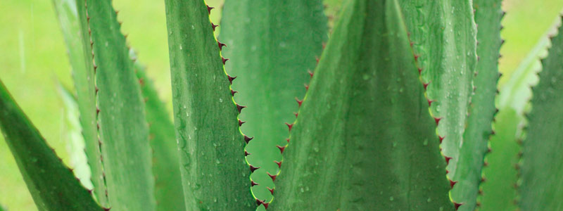 Muros de agave para mi hogar