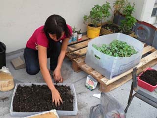Promueven el uso de techos verdes