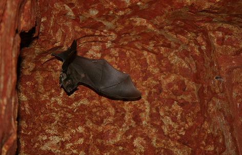 Descubren nueva especie de murciélago en Ecuador