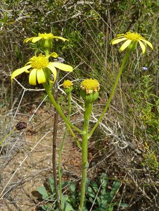 Peligro de desaparición de la planta Senecio auricola subsp en el Valle de Ricote (Murcia)