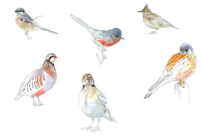 Especies comunes del medio agrario como la perdiz roja y el cernícalo vulgar pierden población a lo largo del todo el año