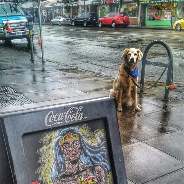 Estos perros son unos ‘santos’