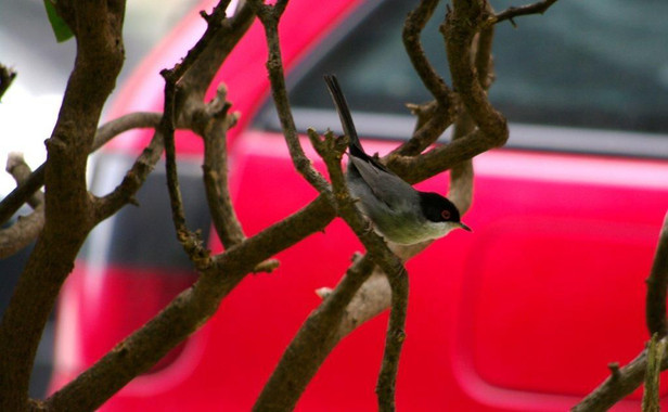 Al verdecillo y la curruca cabecinegra les gusta la ciudad
