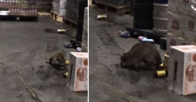 Un mapache borracho como una cuba (Vea VIDEO)