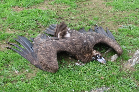 Animales salvajes mueren por sobredosis de fármacos
