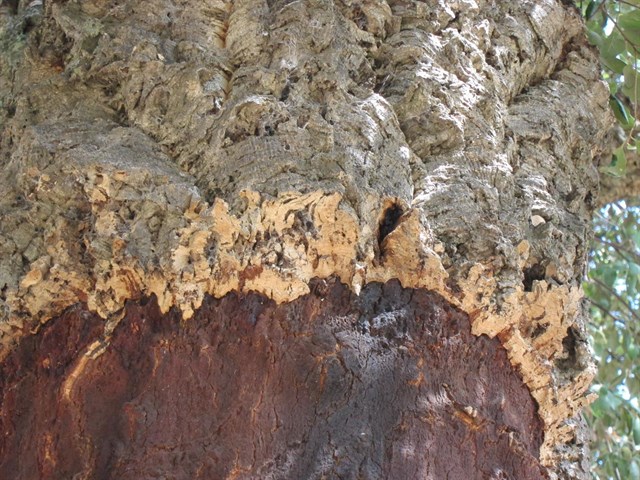 La producción de corcho en montes públicos andaluces roza los 400.000 kilogramos