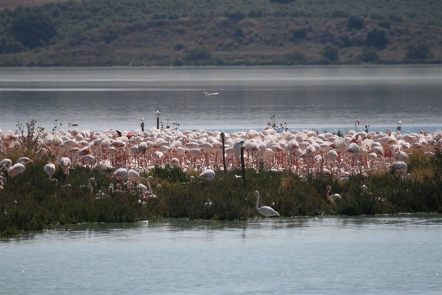 La climatología adversa impide la reproducción de flamencos en Fuente de Piedra