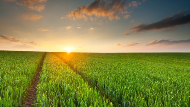 Ecoticias.com explica por qué es necesario decantarse por los cultivos sostenibles YA