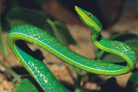 Angela Merkel equipara la defensa de la biodiversidad con la lucha contra el cambio climático