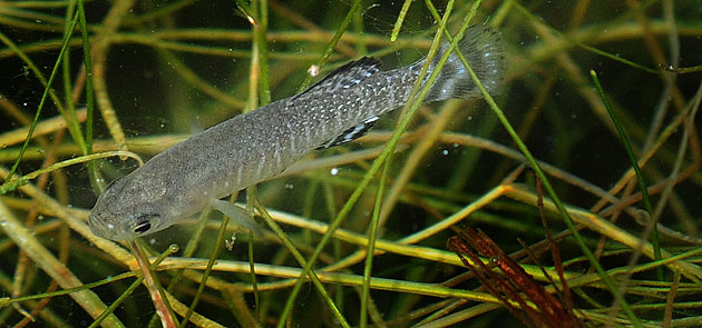 Sumando esfuerzos para los humedales almerienses