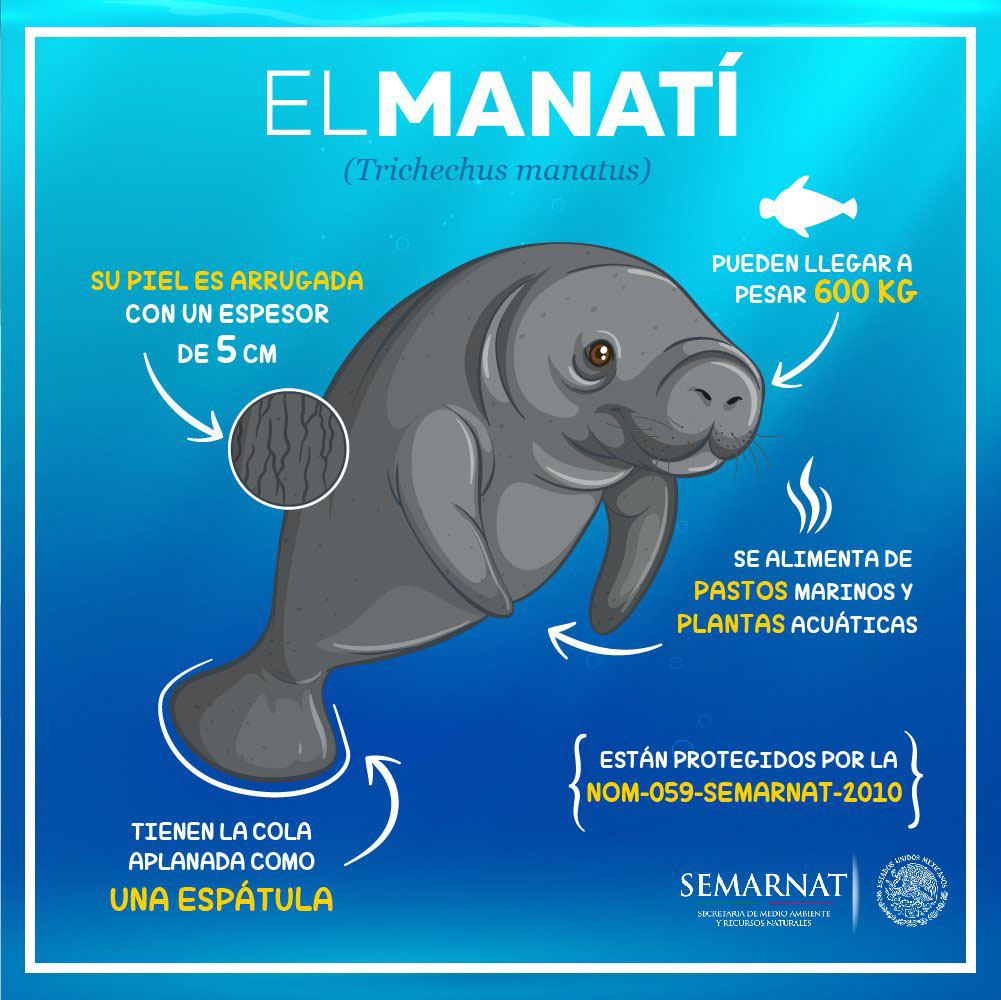 México se ‘preocupa’ por la conservación del manatí