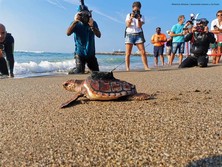 Liberando tortugas vulnerables