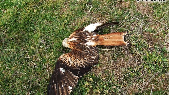 Dos años de cárcel para un ganadero cántabro por envenenar a buitres y milanos