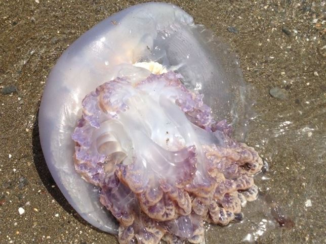 Te ha picado una medusa