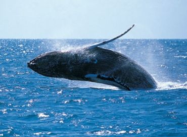 Avistado ejemplar de ballena gris frente a la costa de Barcelona