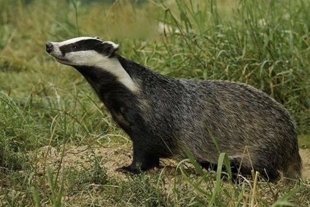 Detectan la presencia del tejón