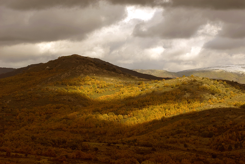 Los voluntarios de WWF participan en la recuperación de los bosques madrileños de la Sierra del Rincón