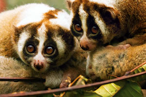 Libertad para los loris