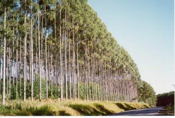 Impacto de las plantaciones de eucalipto en la ecología de los ríos