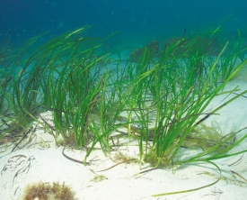 La presencia de Zostera noltii en la ría de Huelva indica la mejora de la calidad del agua