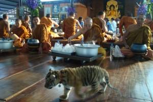 7 razones para NO visitar el Tiger Temple en Tailandia