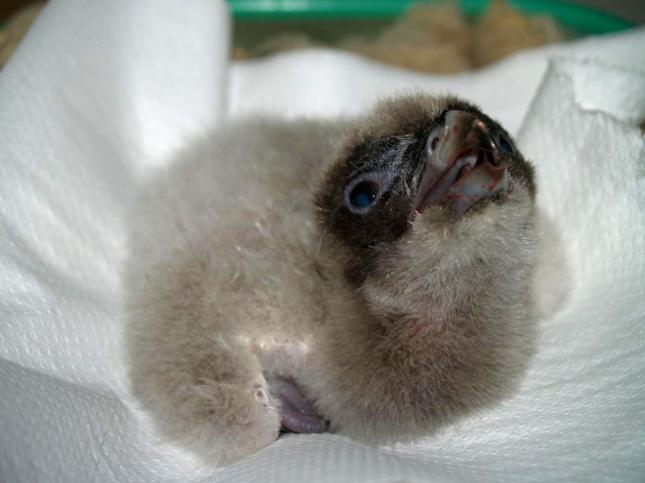 El pollo de quebrantahuesos nacido en cautividad se adapta al medio natural
