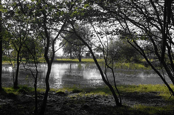 Política Forestal compromete para 2012 la mejora del acceso al Monte Areo