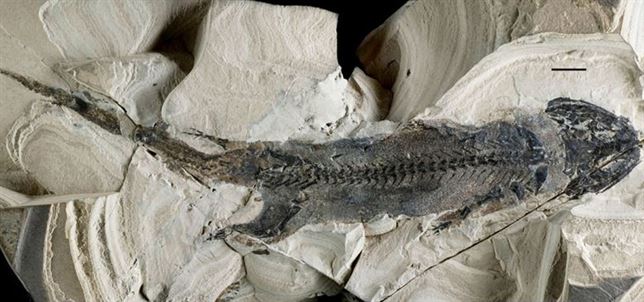 Un anfibio de hace 300 millones de años regeneraba extremidades