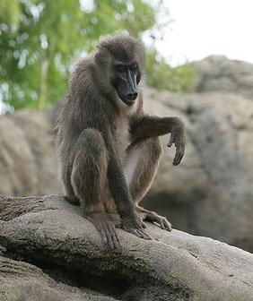 Nace en el Bioparc de Valencia una cría de dril