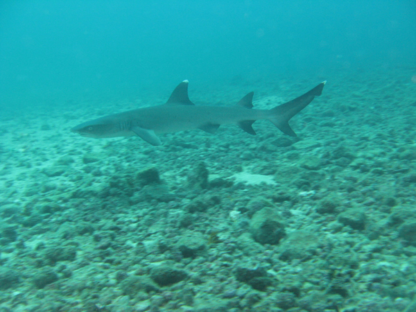 Tiburones regresan al Parque Nacional Coiba