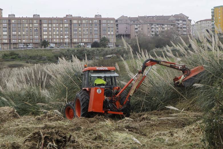 Cantabria actuará contra especies invasoras