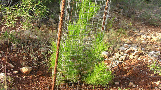 Finaliza la reforestación de la Vía de Ronda