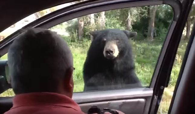 Un enorme oso quiere entrar en el coche de una familia (Vea VIDEO)