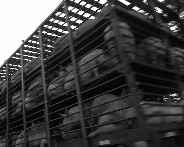 Piden limitar el transporte de animales en verano