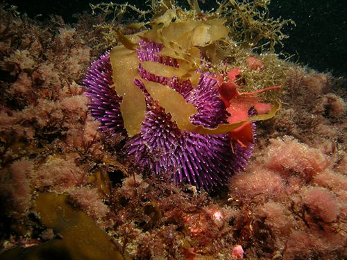 Fenómenos cosmicos afectan a la vida marina