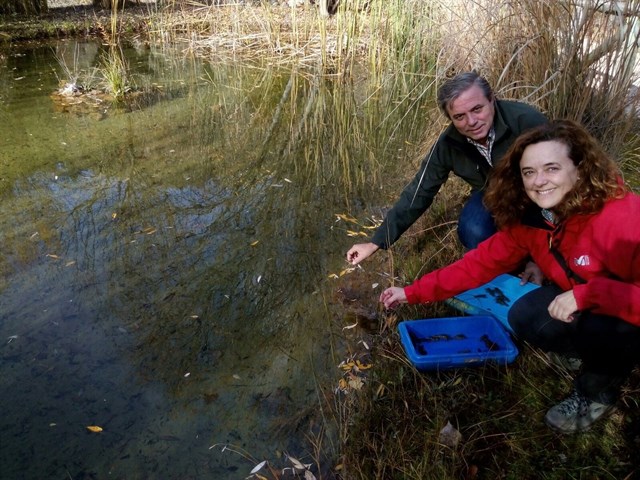 El cangrejo de río autóctono ‘vuelve’ al Parque de Cazorla