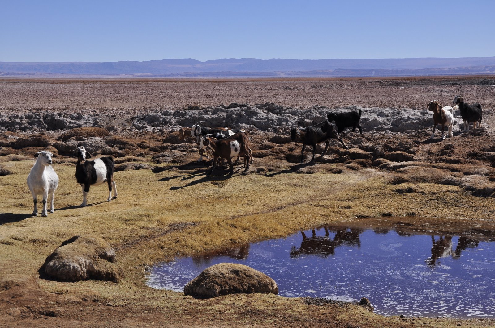Conaf invita a participar de concurso fotográfico de Biodiversidad