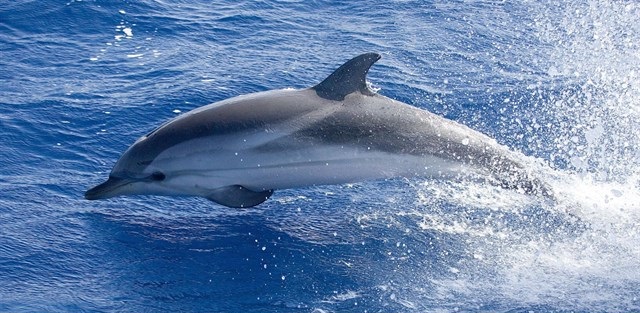 ONG consideran "una gran noticia" la creación del corredor de cetáceos en el Mediterráno anunciada por España en Malta