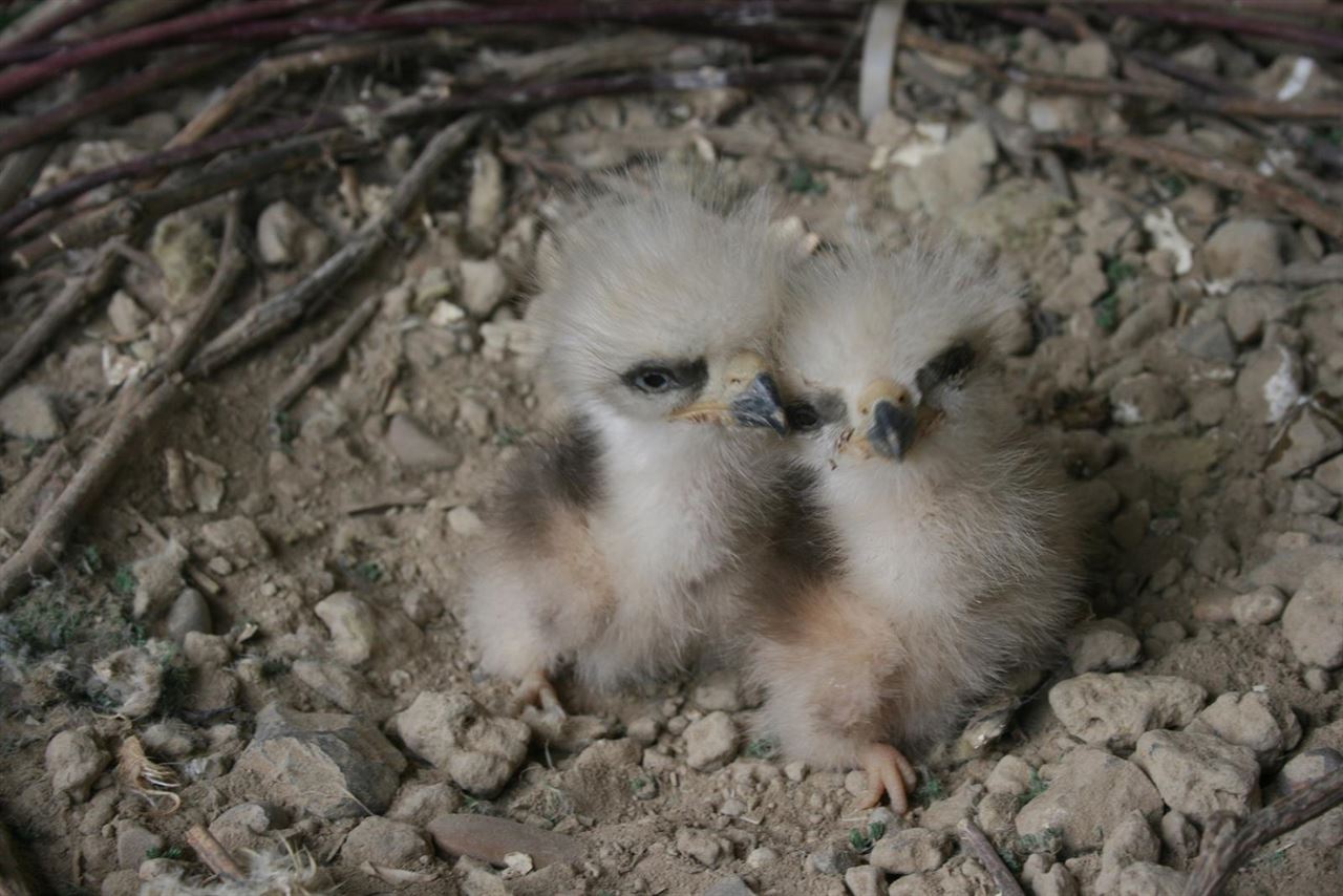 Aragón. Empieza la fase de nacimientos del programa de cría en cautividad de milano real