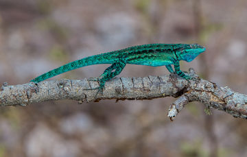 Archipiélago de Revillagigedo alberga alto porcentaje de peces endémicos