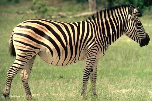 Te explicamos cómo se forman las rayas de los animales