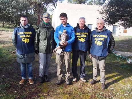 Italia envía a GREFA dos águilas de Bonelli como medida de apoyo a la especie en ese país